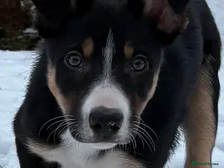 Border Collie dogs 🖤🤎2 Tri colour collies! 🖤🤎 - Advert 12