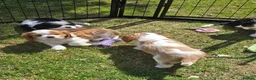 Cavalier King Charles Spaniel dogs for sale: MRI scanned pareents fully health tested  - Advert 8