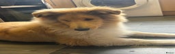 Rough Collie dogs for sale: 2 chunky roughy collie boys left!! - Advert 2
