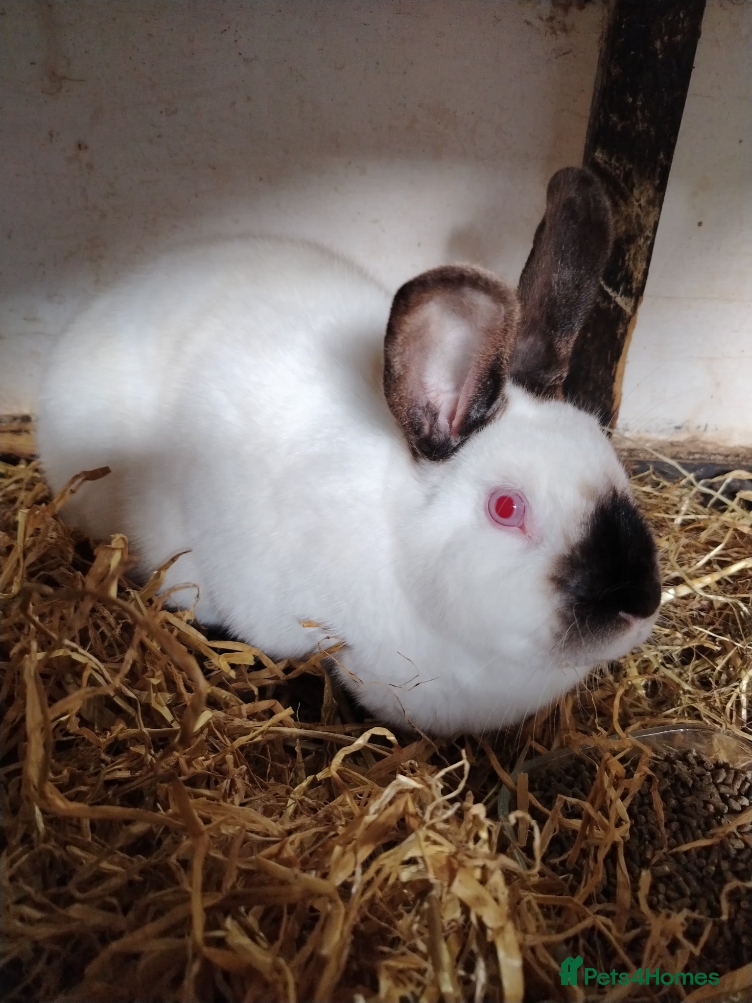 Californian rabbits for sale: Californian White Buck Kits - READY 18TH JUNE - Advert 14