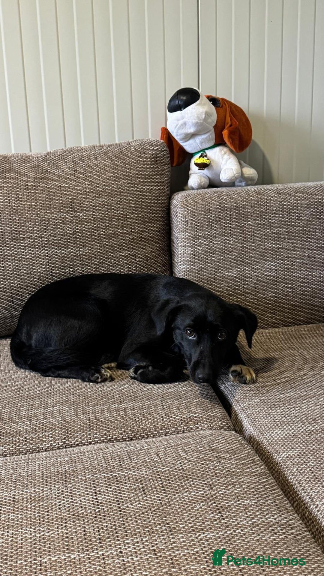 Mixed Breed dogs for adoption: Pretty little Barbie looking for love - Advert 10