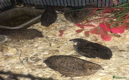 Quail poultry for sale: QUAILS EGGS/CHINESE PAINTED BUTTONS ! - Image 19