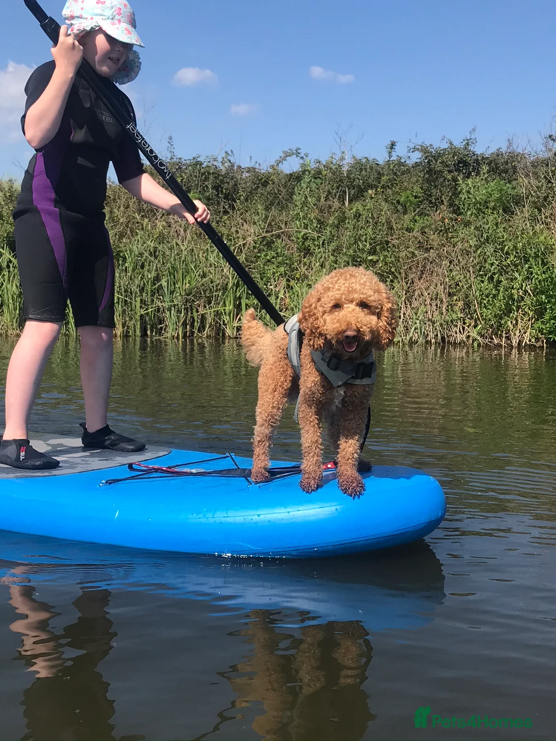 Poodle dogs for stud: ❤️Health Tested Beautiful red poodle for stud❤️ in Colchester - Advert 3