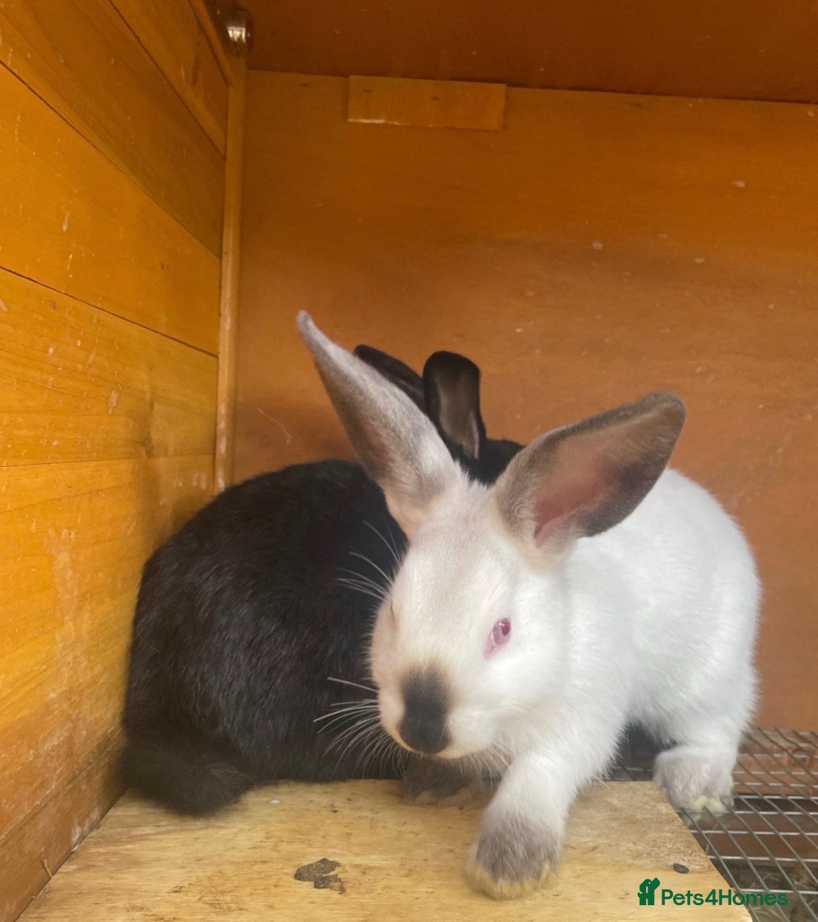 Mixed Breed rabbits New Zealand/Californian Cross - Advert 2