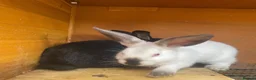 Mixed Breed rabbits for sale: New Zealand/Californian Cross - Advert 2