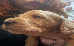 Mixed Breed dogs for sale: Irish doodle x Poodle Pointer puppies. Stunning!!! - Image 10