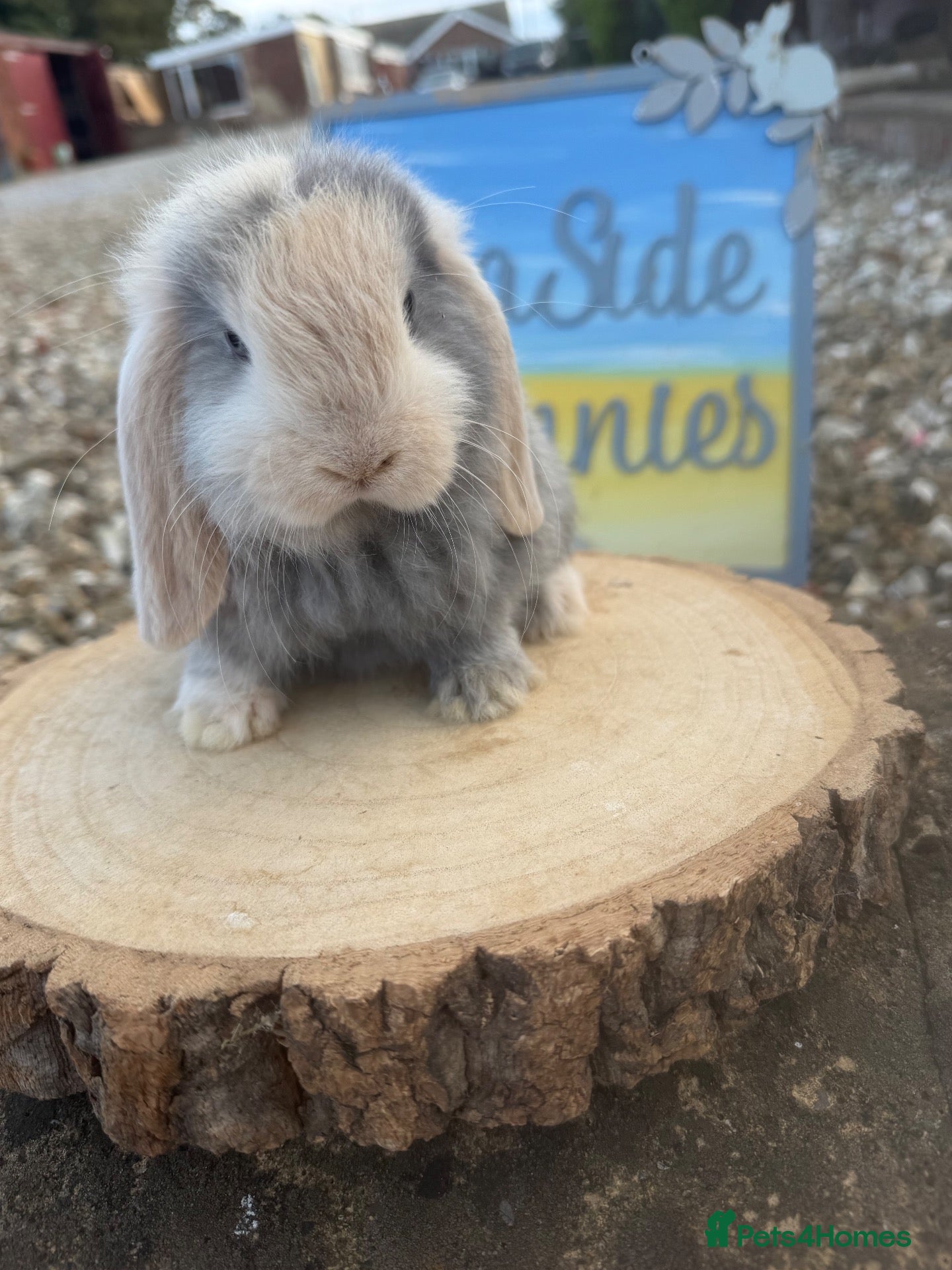 Mini Lop rabbits Beautiful mini lop ready to reserve 🩷🥰 - Advert 18