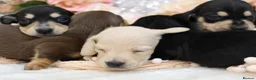Miniature Dachshund dogs for sale: KC Miniature Dachshund Puppies - Advert 10