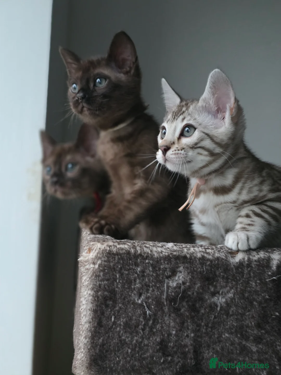 Bengal cats for sale: ❄️Outstanding Silver Snow Bengal Kittens❄️ - Advert 9