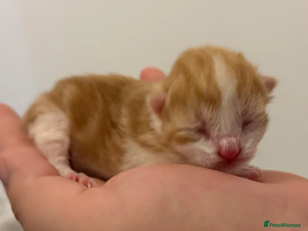 Maine Coon cats for sale: British shorthair X Mainecoon - Advert 2