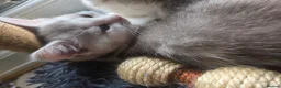 Scottish Fold cats for sale: Last one available! Female Scottish fold straight. - Advert 6