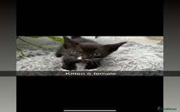 Mixed Breed cats for sale: Beautiful Mixed Breed kittens (plz see description - Image 5