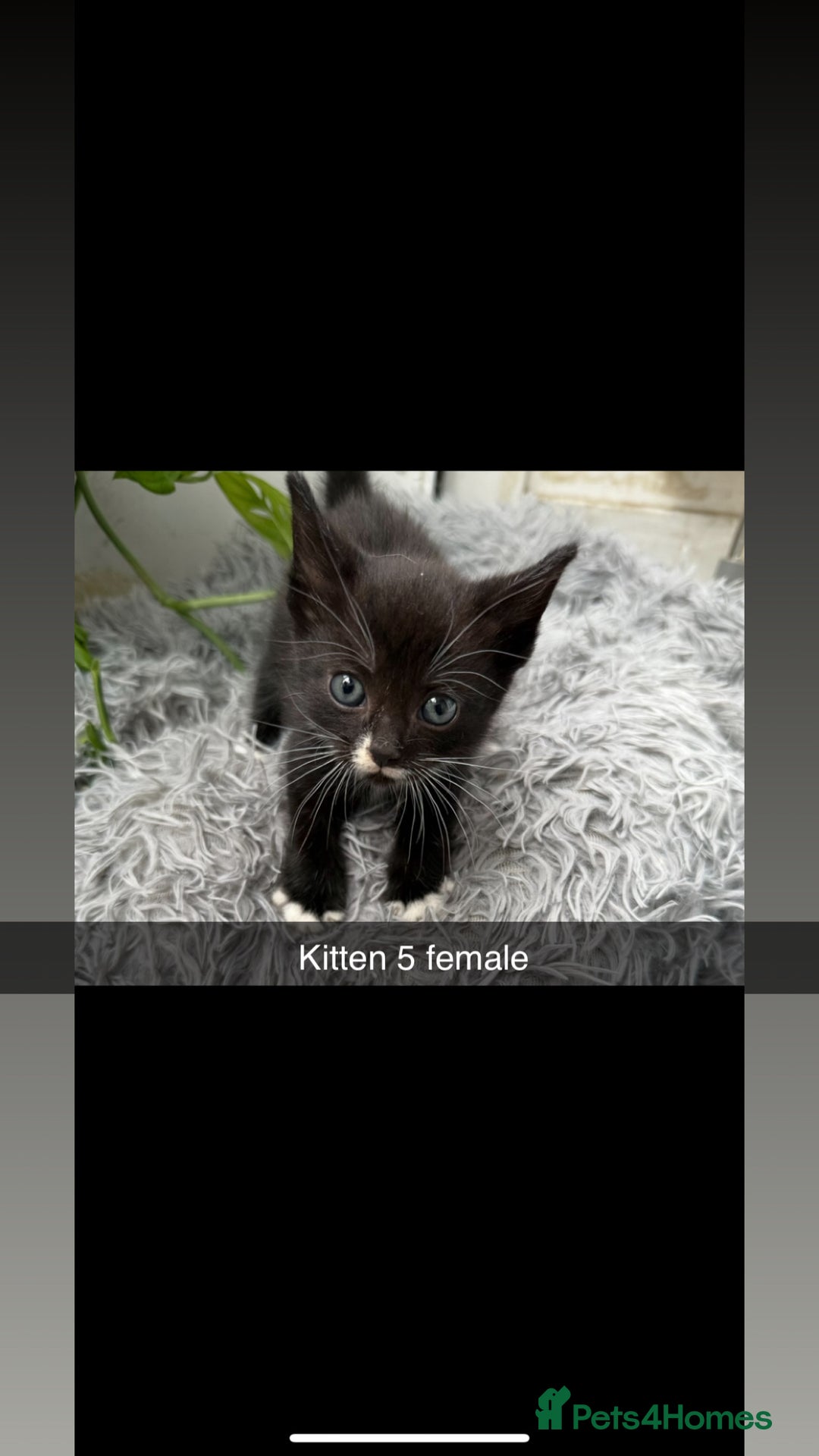 Mixed Breed cats for sale: Beautiful Mixed Breed kittens (plz see description - Image 5