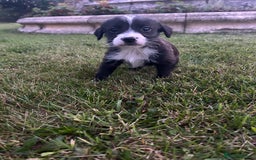Jack Russell dogs for sale: 7 pure jack russel puppies  - Image 6