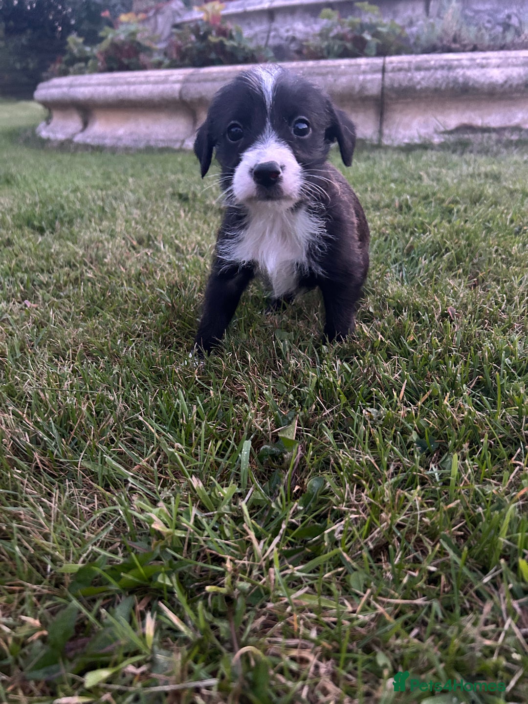 Jack Russell dogs for sale: 7 pure jack russel puppies  - Image 6