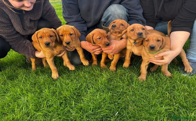 Labrador Retriever dogs - Advert 2