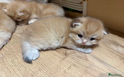 British Shorthair cats for sale: GCCF reg BSH & LH Chocolate & Black Golden Kittens - Image 6