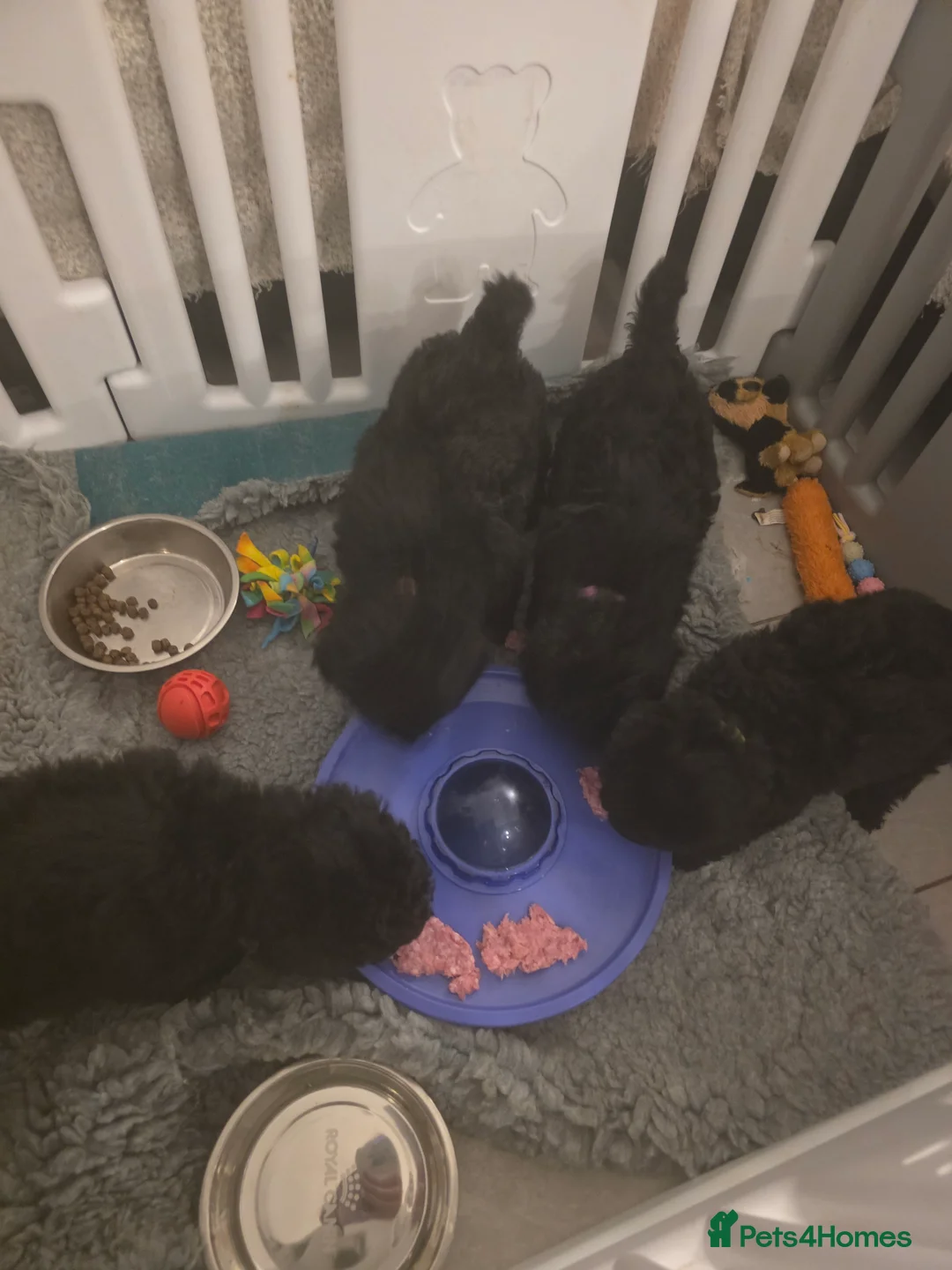 Miniature Poodle dogs for sale: Miniature Poodle Puppies – KC Registered - Advert 6