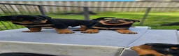 Rottweiler dogs for sale: Champion Bloodline German Rottweiler Puppies - Advert 28
