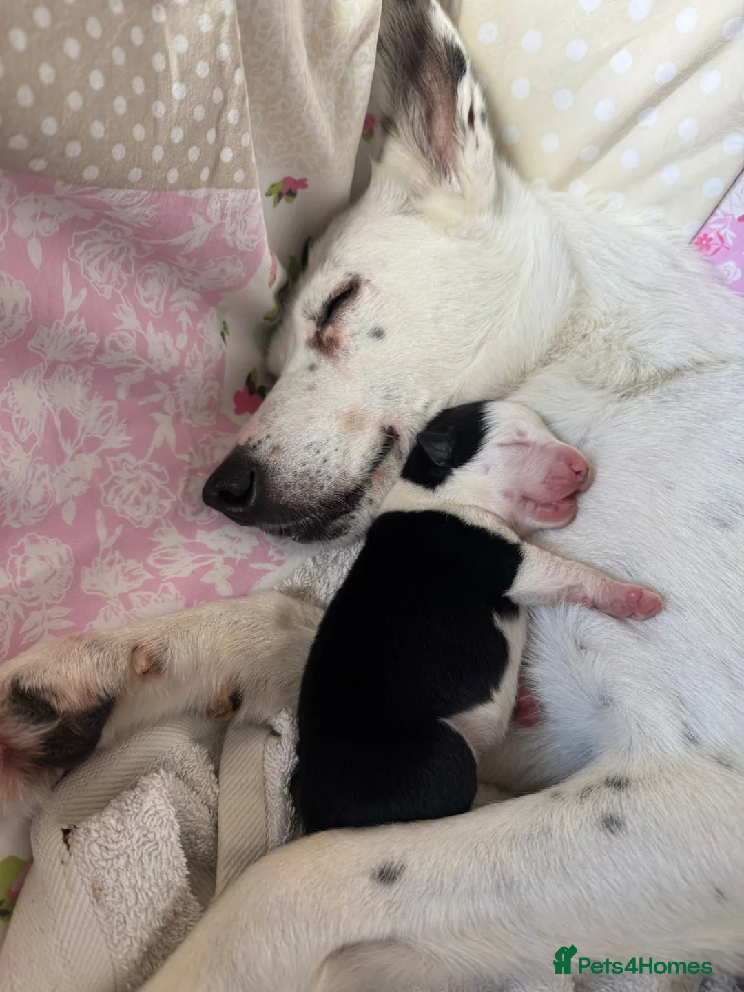 Border Collie dogs for sale: 1 Border Collie Pup - Health tested clear parents - Advert 10