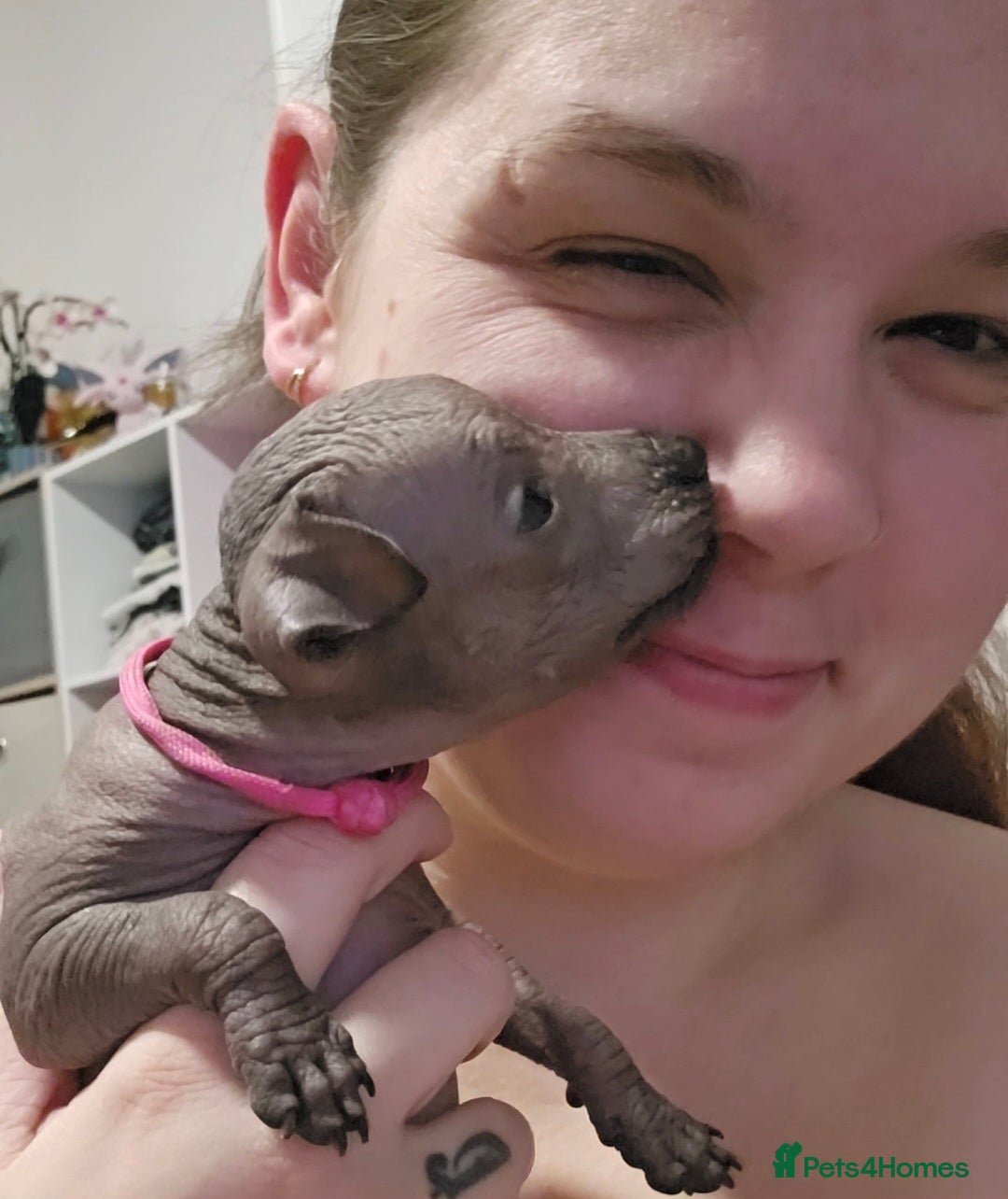 Mexican Hairless dogs for sale: Kc registered Xoloitzcuintle miniature puppies  - Advert 15