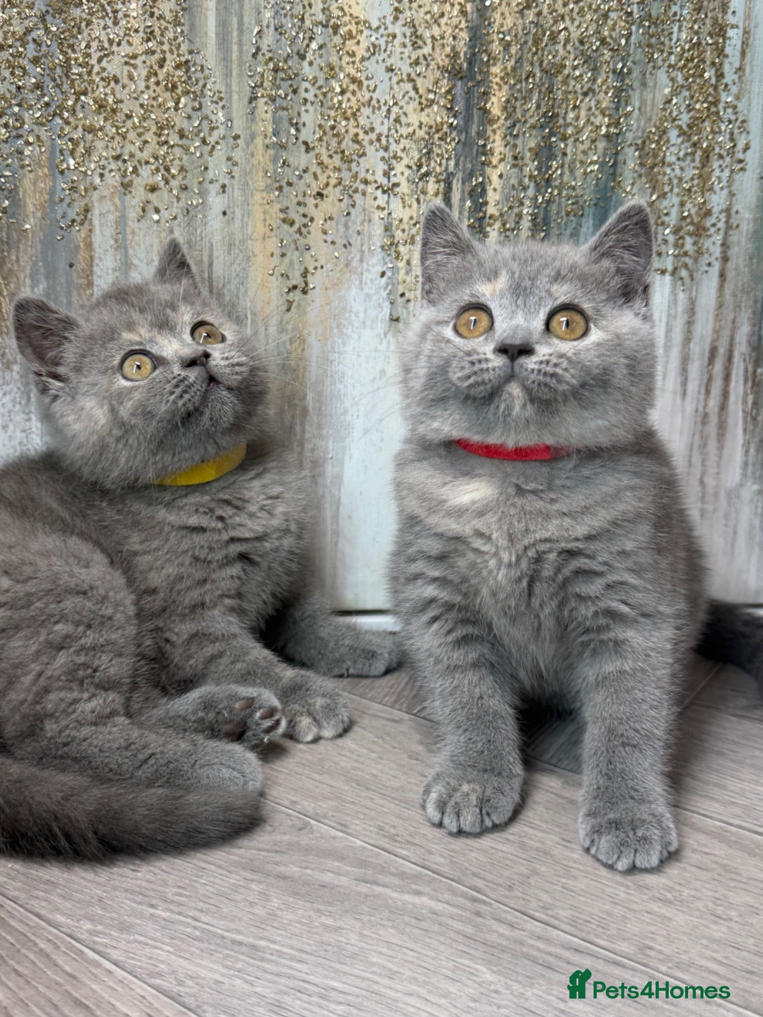 British Shorthair cats Blue torte chunky British sh kittens TICA - Advert 17