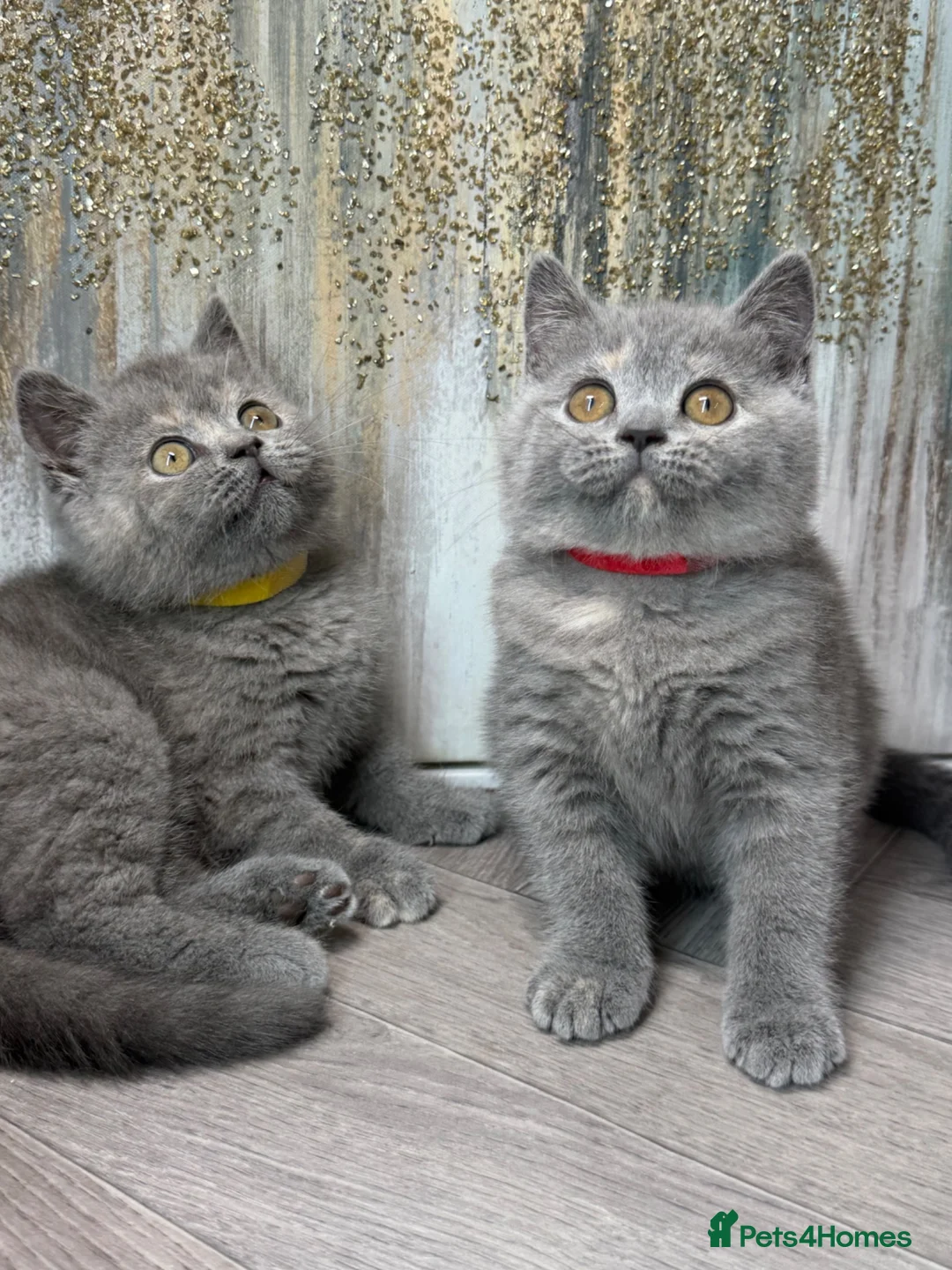 British Shorthair cats for sale: Blue torte chunky British sh kittens TICA - Advert 1