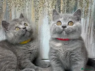 British Shorthair cats Blue torte chunky British sh kittens TICA - Advert 17