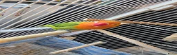 Cockatiels birds for sale: Female black and white Cockatiel for sale in London - Advert 9