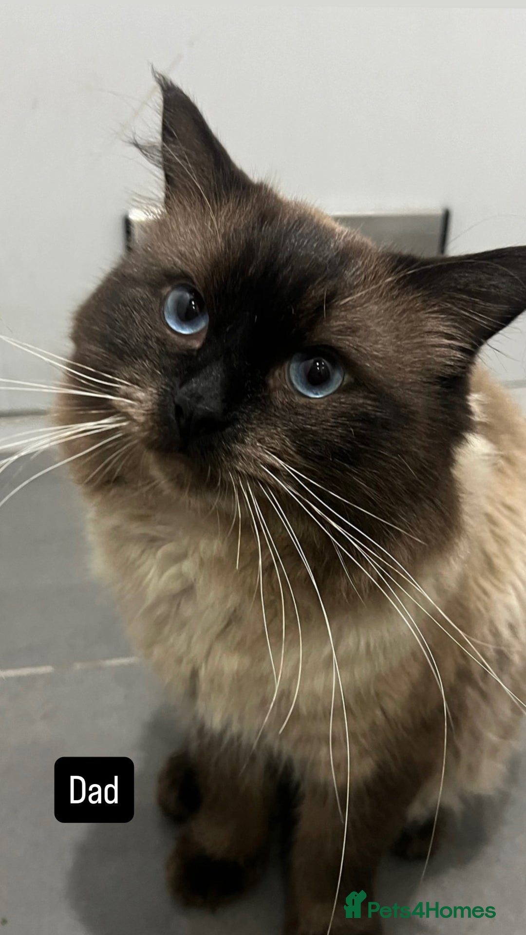 Ragdoll cats for sale: Stunning ragdoll kittens - Advert 4