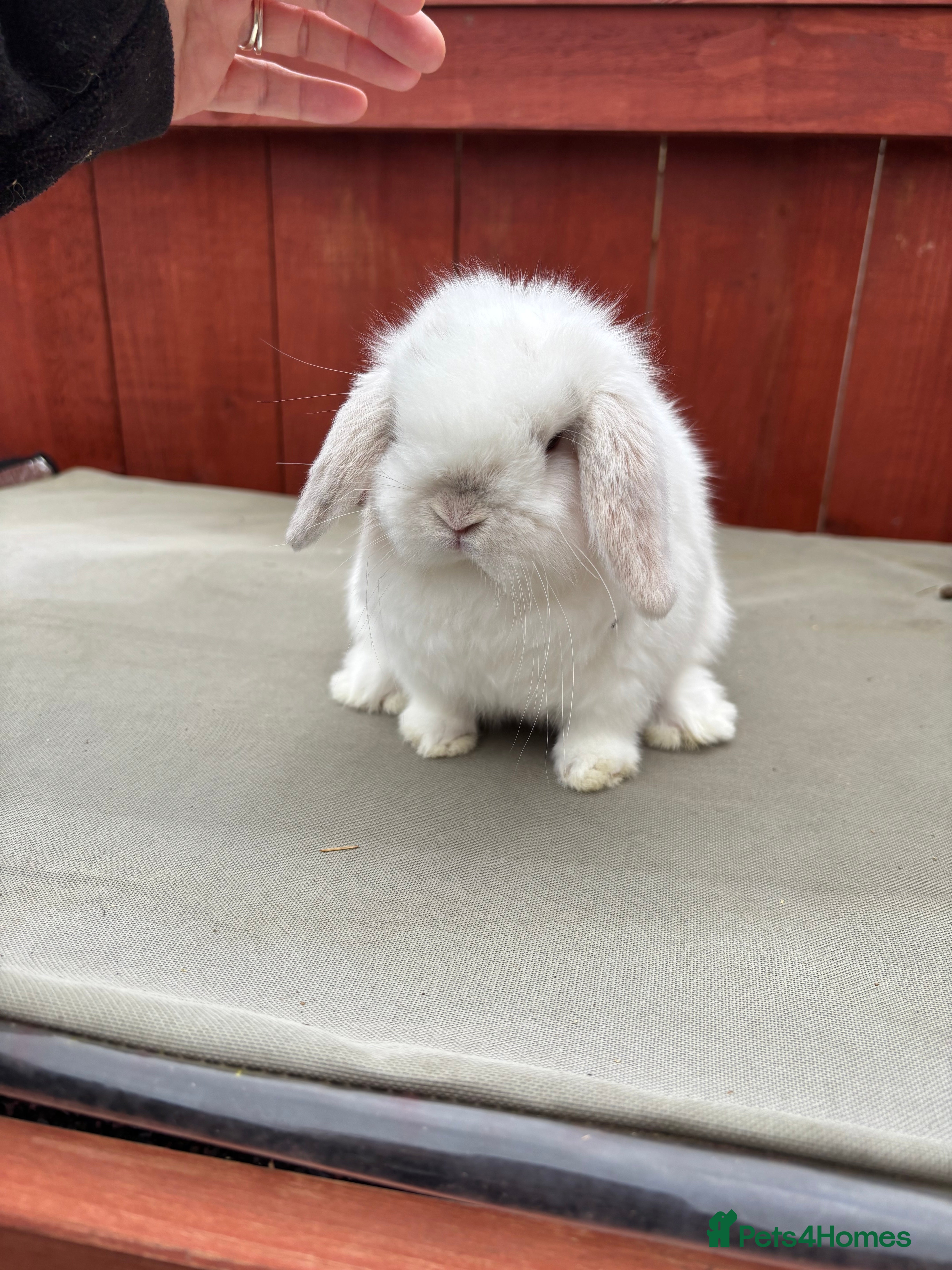 Mini Lop rabbits Two stunning babies mini lops ONE LEFT TO RESERVE  - Advert 2