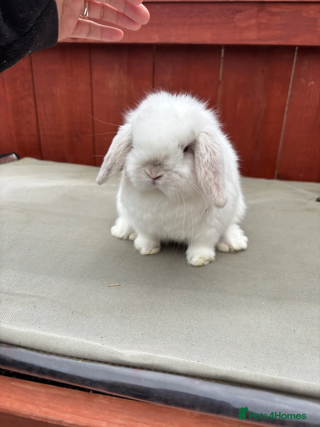 Mini Lop rabbits for sale: Two stunning babie mini lops - Advert 2