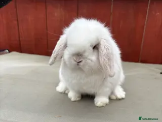 Mini Lop rabbits Two stunning babies mini lops ONE LEFT TO RESERVE - Advert 2