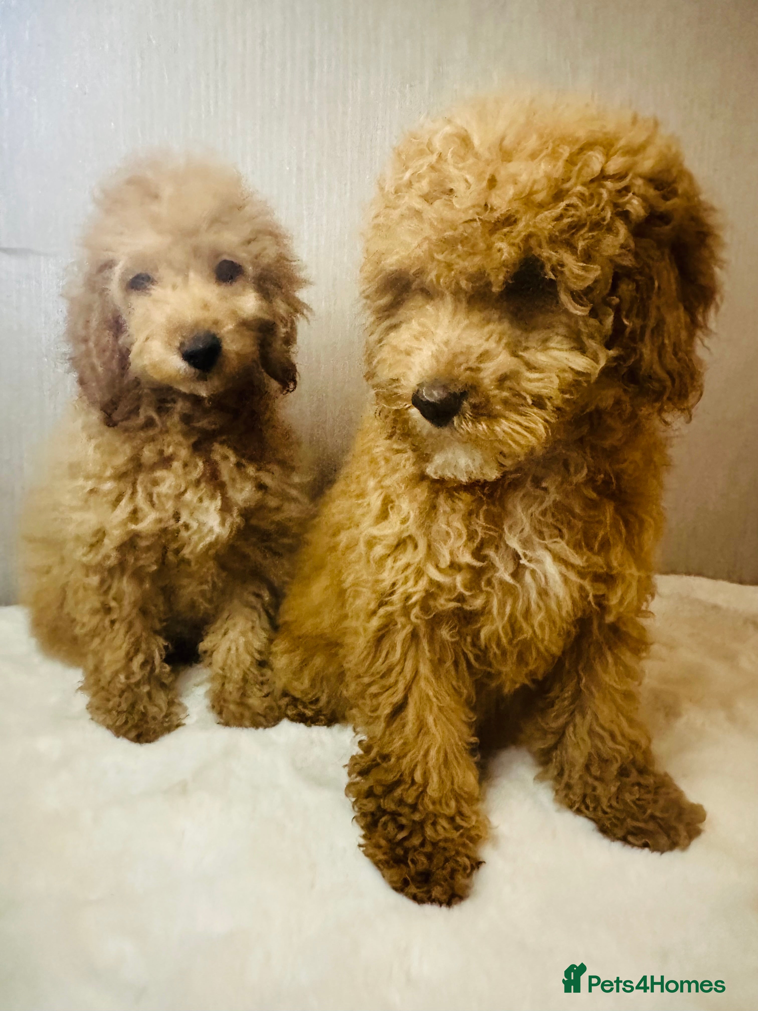 Miniature Poodle dogs Fully vaccinated poodles - Advert 6