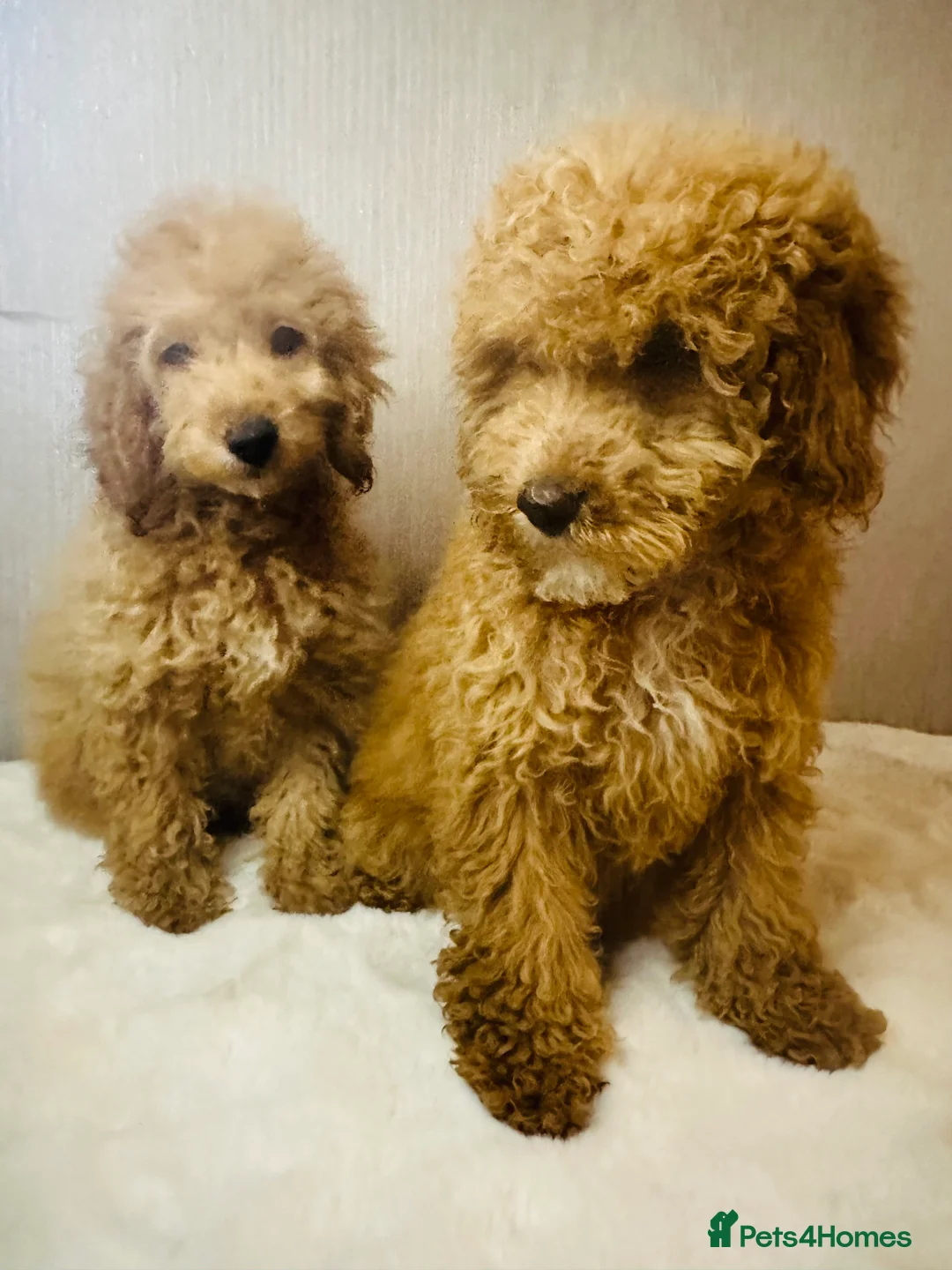 Miniature Poodle dogs for sale: Fully vaccinated poodles - Advert 1