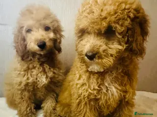 Miniature Poodle dogs Fully vaccinated poodles - Advert 6