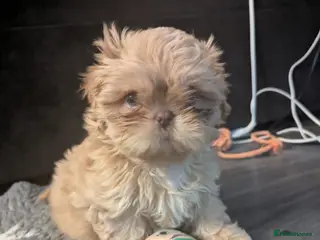 Shih Tzu dogs Imperial shih-tzus one cream boy left - Advert 16