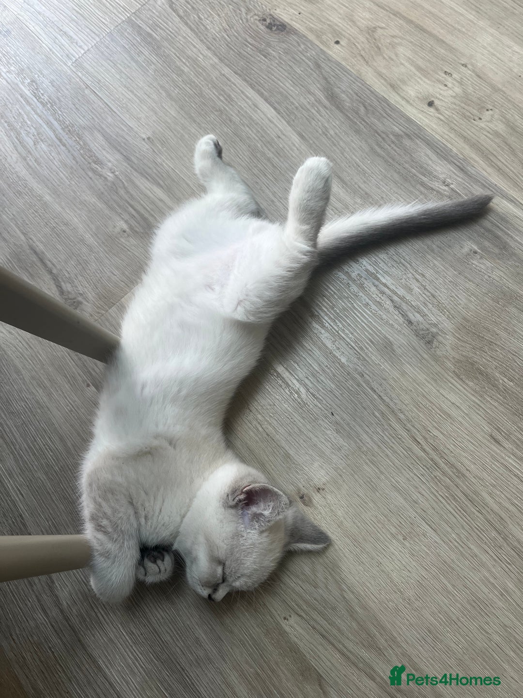 British Shorthair cats for sale: 4 Adorable Kittens are looking for new homes  - Image 12