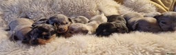 Dachshund dogs for sale: Beautiful litter of mini dachshunds  - Advert 15