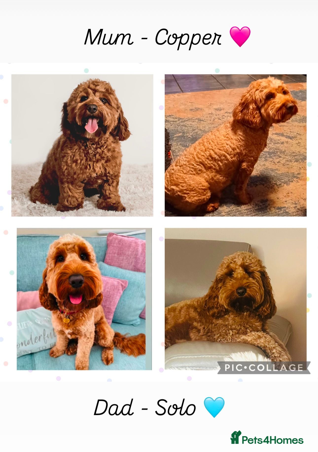 Cockapoo dogs F2 Cockapoos  - Advert 2