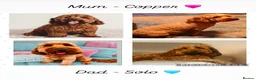 Cockapoo dogs for sale: F2 Cockapoos  - Advert 15