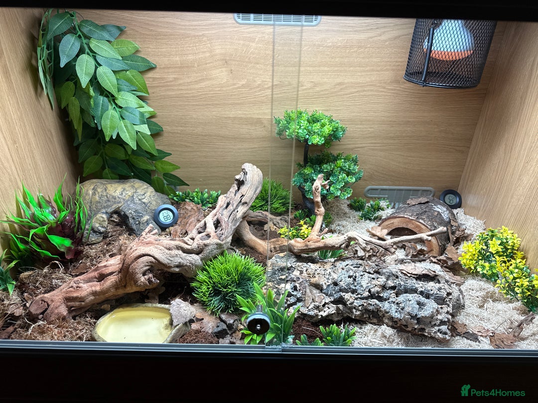 Corn Snake reptiles for sale: Corn snake for sale - Hyde, Manchester - Advert 2