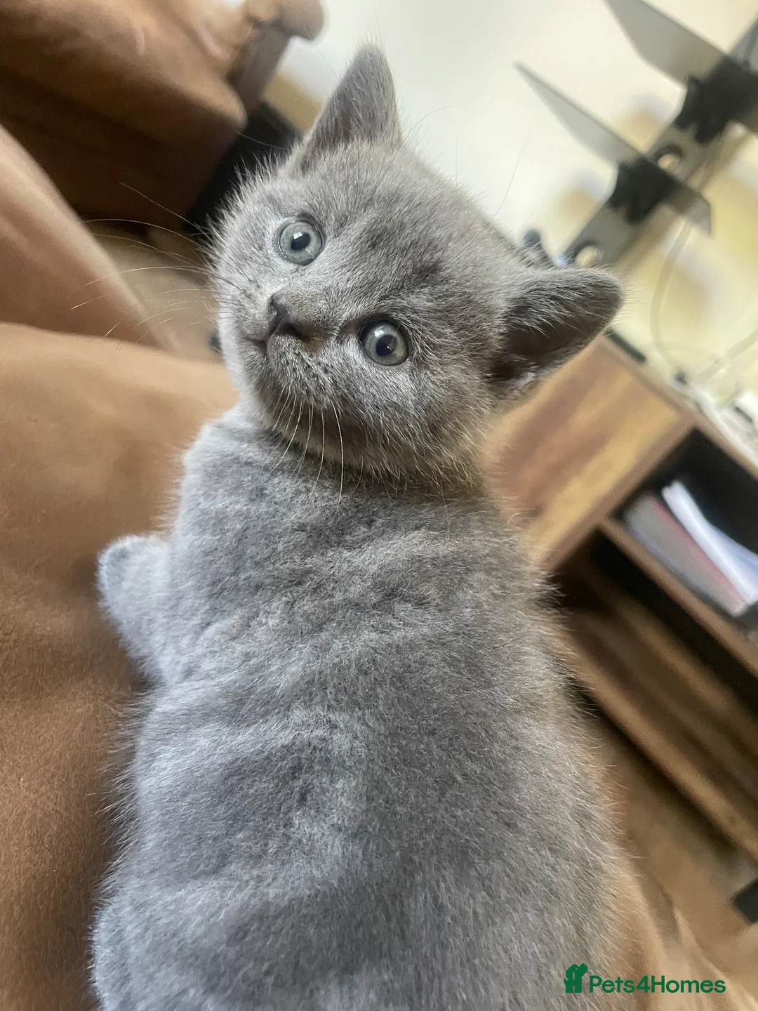 British Shorthair cats for sale: British Blue kittens for sale - Advert 2