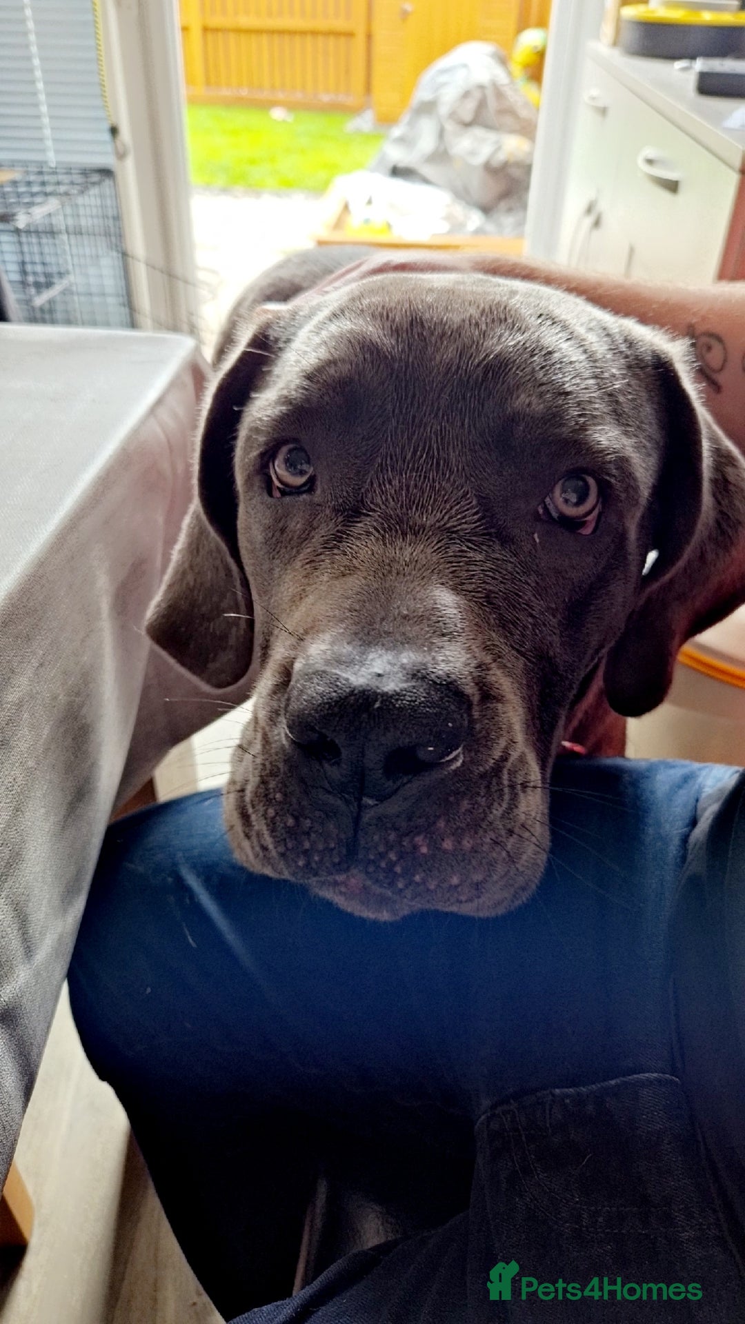 Cane Corso dogs for sale: River - Image 2