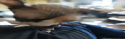 Sphynx cats for sale: Sphynx family  - Advert 4