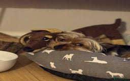 Yorkshire Terrier dogs for stud: August - Image 2