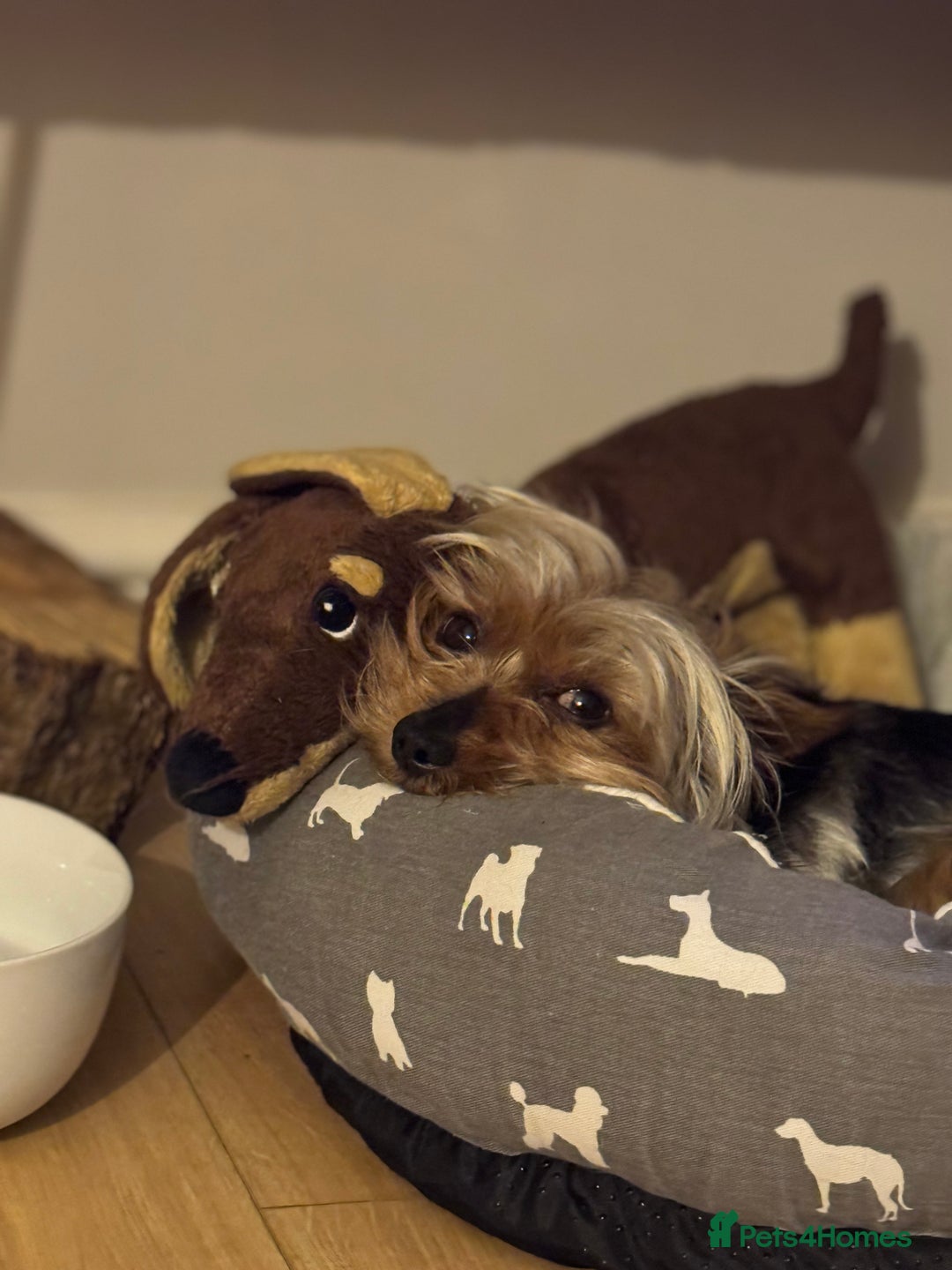 Yorkshire Terrier dogs for stud: August - Image 2