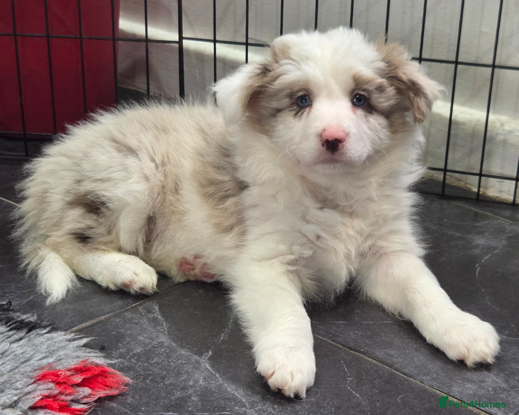 Border Collie dogs Outstanding litter Longhaired Merle border collies - Advert 2