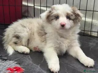 Border Collie dogs Outstanding litter Longhaired Merle border collies - Advert 2