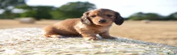 Miniature Dachshund dogs for sale: From IVDD Screened parents shadedcream mini longs  - Advert 4